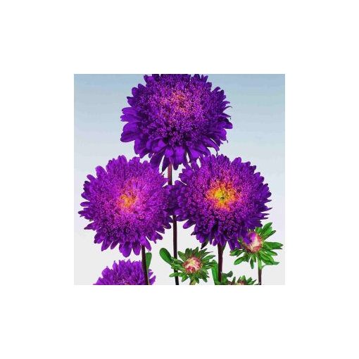 Callistephus (aster) chinensis standy dark blue