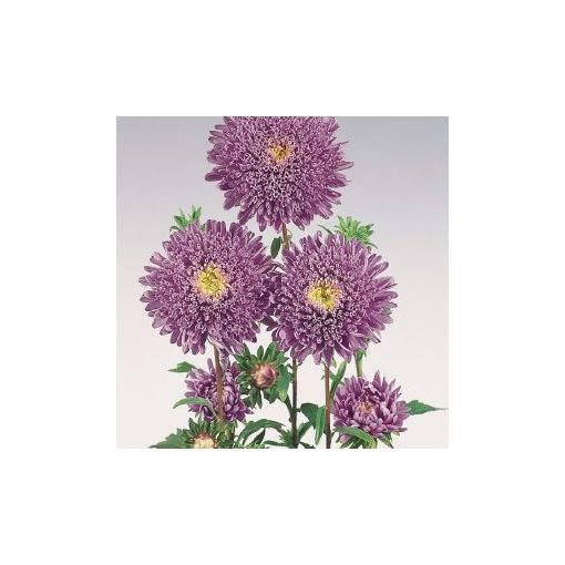 Callistephus (aster) chinensis standy light blue