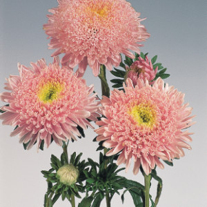 Callistephus (aster) chinensis standy light pink