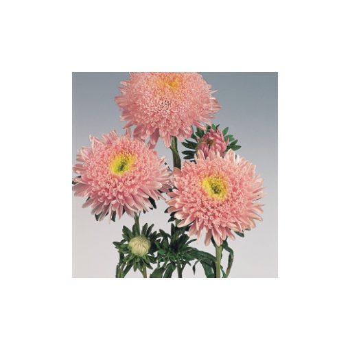 Callistephus (aster) chinensis standy light pink