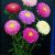 Callistephus (aster) chinensis standy mixture