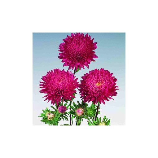 Callistephus (aster) chinensis standy red