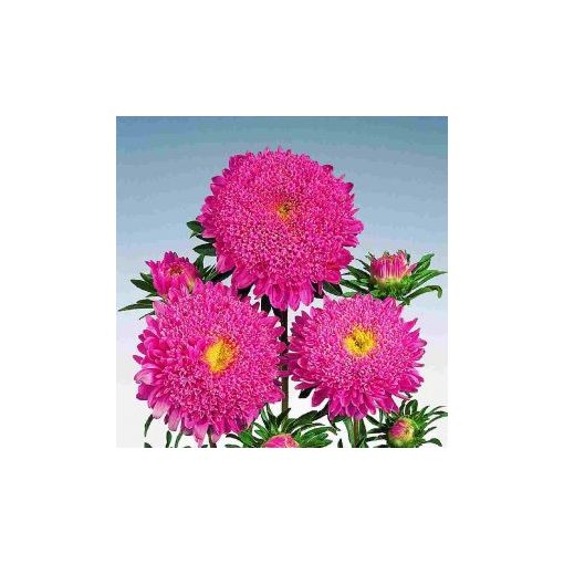 Callistephus (aster) chinensis standy salmon pink