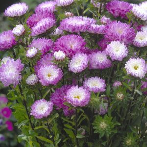 Callistephus chinensis matsumoto pink tipped white