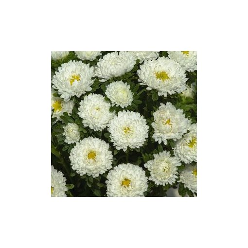 Callistephus chinensis matsumoto white