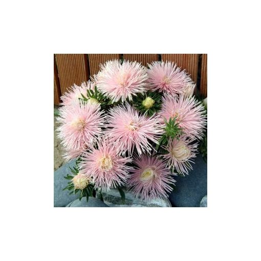 Callistephus chinensis starlight light pink