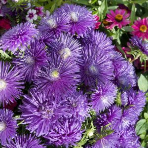 Callistephus chinensis starlight purple