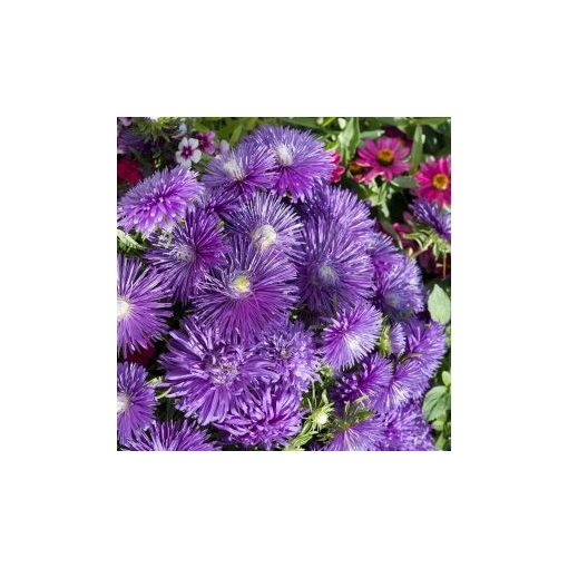 Callistephus chinensis starlight purple