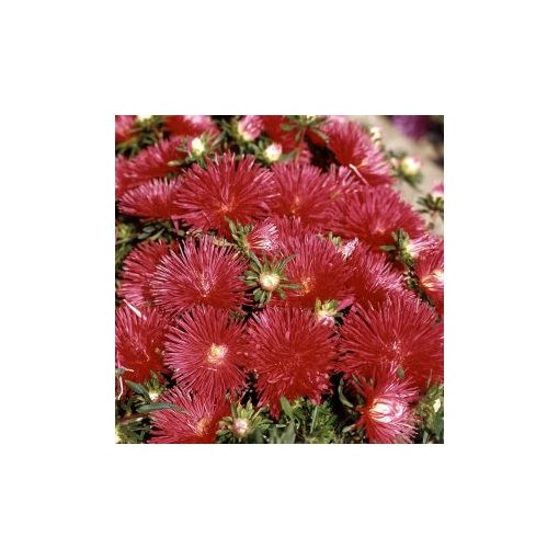 Callistephus chinensis starlight scarlet