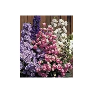 Campanula medium double mixed