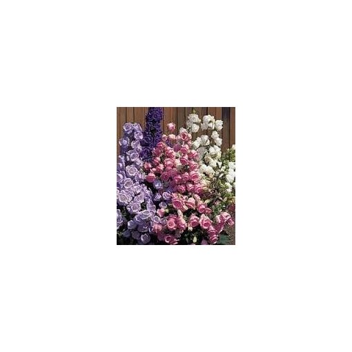 Campanula medium double mixed