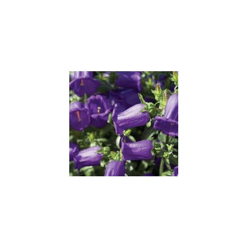 Campanula medium f1 champion blue