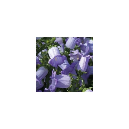 Campanula medium f1 champion lavender