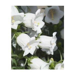 Campanula medium f1 champion white