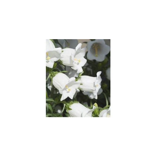 Campanula medium f1 champion white