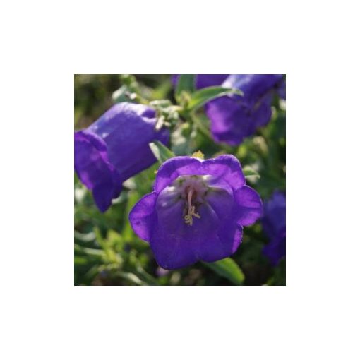 Campanula medium single blue