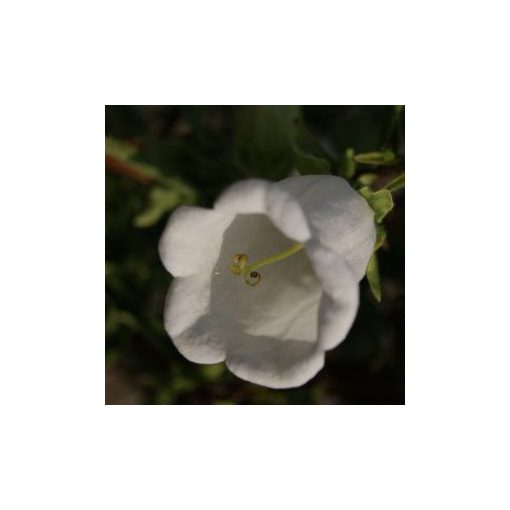 Campanula medium single white