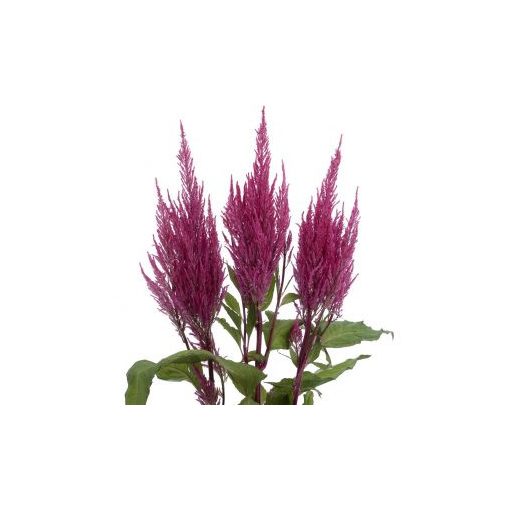 Celosia argentea plumosa century pink