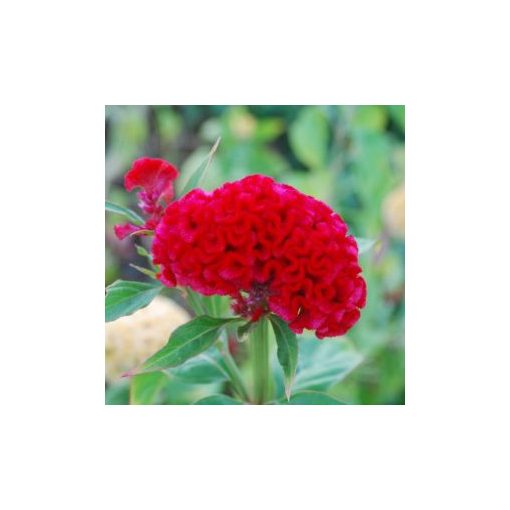 Celosia cristata chief carmine