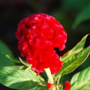 Celosia cristata chief fire