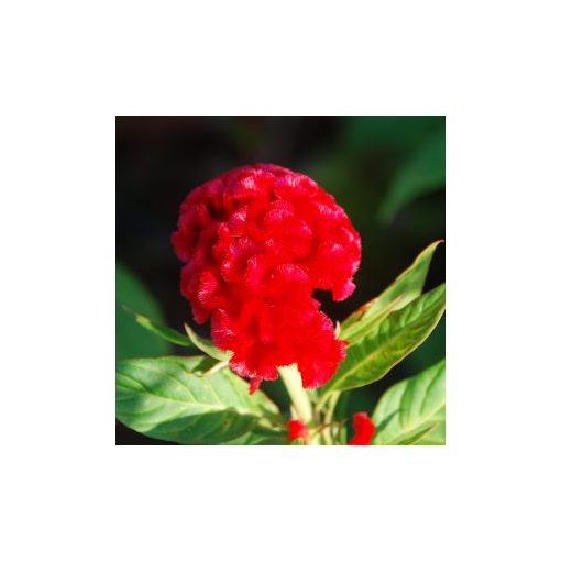 Celosia cristata chief fire