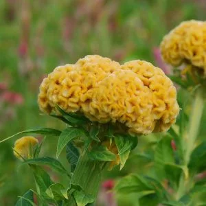 Celosia cristata chief gold