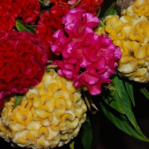 Celosia cristata chief mix