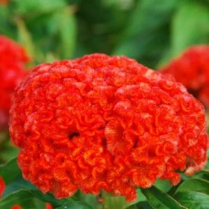 Celosia cristata chief persimmon
