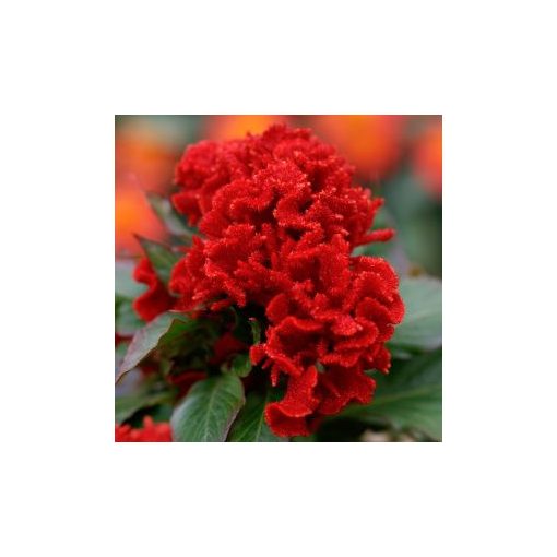 Celosia cristata chief red