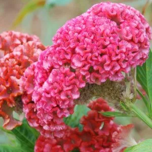 Celosia cristata chief rose
