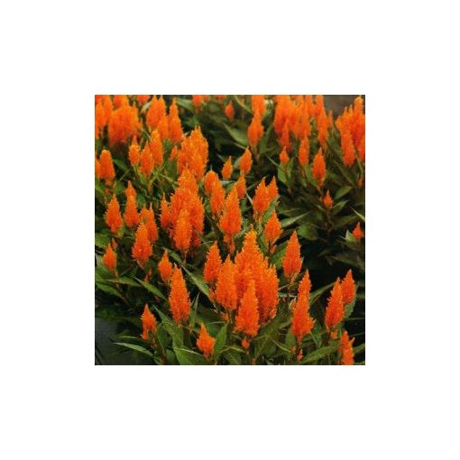 Celosia plumosa apricot brandy