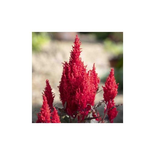 Celosia plumosa bright sparks bright red bronze leaf