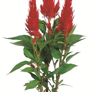 Celosia plumosa century fire