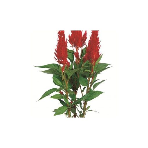 Celosia plumosa century fire