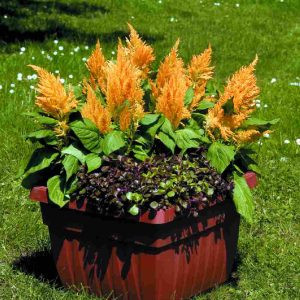 Celosia plumosa fresh look gold