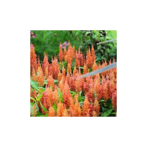 Celosia plumosa fresh look orange