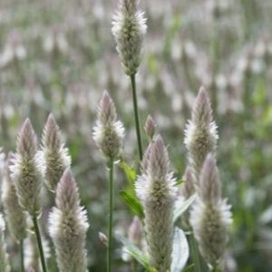 Celosia spicata xantippe