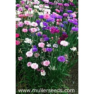 Centaurea cyanus ball formula mix