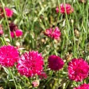 Centaurea cyanus ball pink