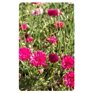 Centaurea cyanus ball red