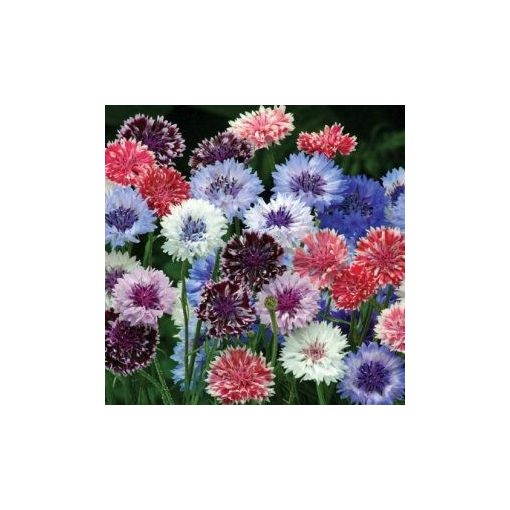 Centaurea cyanus classic artistic mix