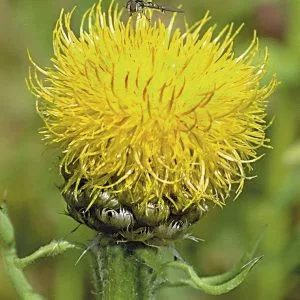 Centaurea macrocephala