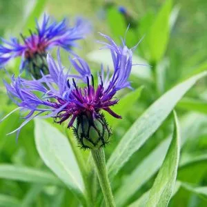 Centaurea montana coerulea
