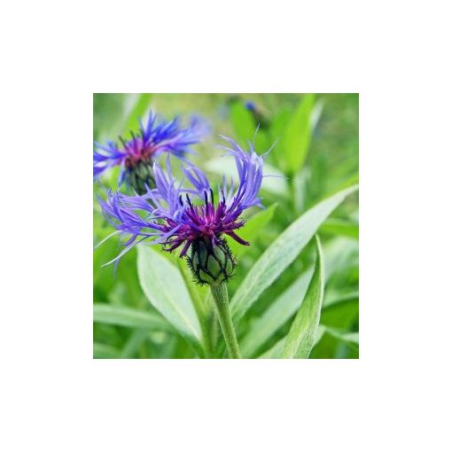 Centaurea montana coerulea