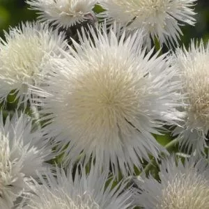 Centaurea moschata imperalis the bride
