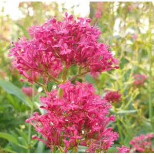 Centranthus ruber roseus