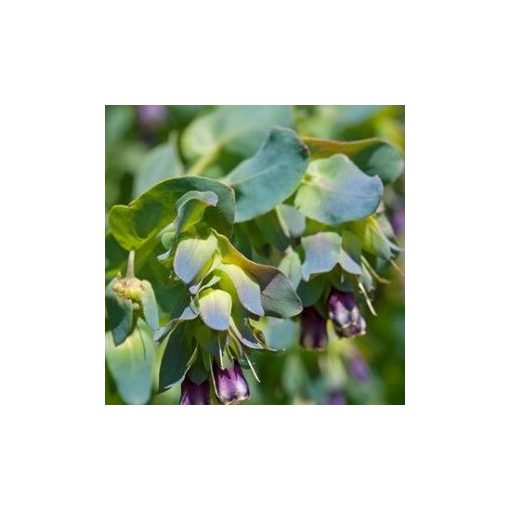 Cerinthe major purpurascens pride of gibraltar