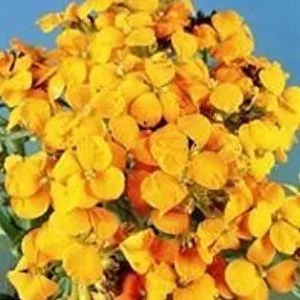 Cheiranthus cheirii cloth of gold