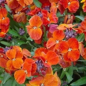 Cheiranthus cheirii fire king