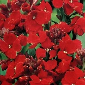 Cheiranthus cheirii scarlet emperor